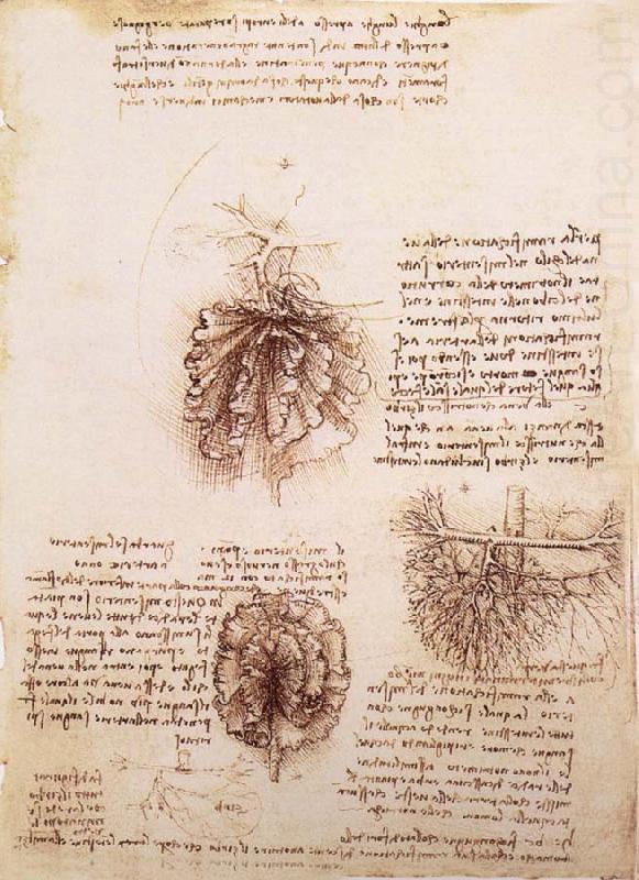 Gekrose of the intestine and its Gefabsystems, LEONARDO da Vinci